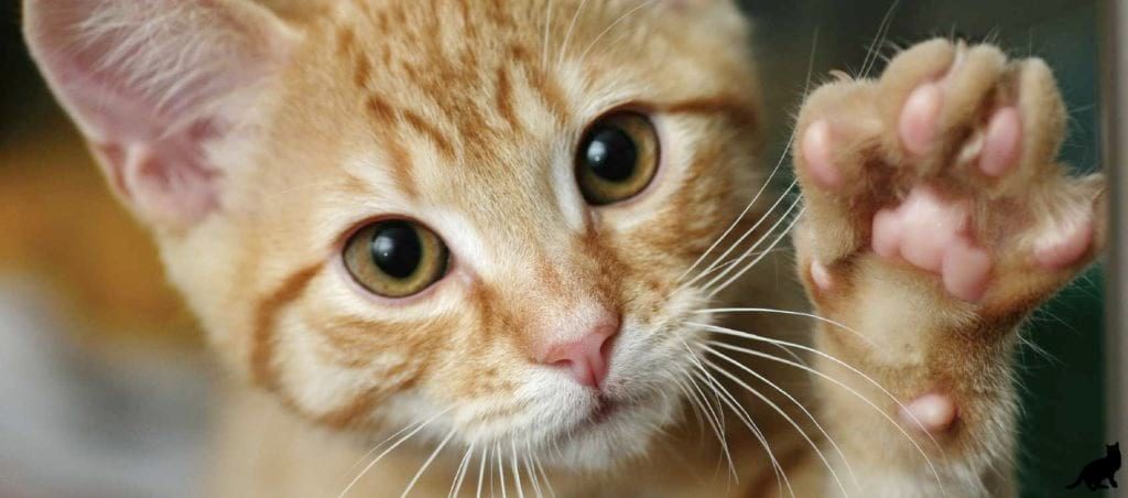 Ученые объясняли, почему кошка топчет вас лапками. А вы думали она вам массаж делает?
