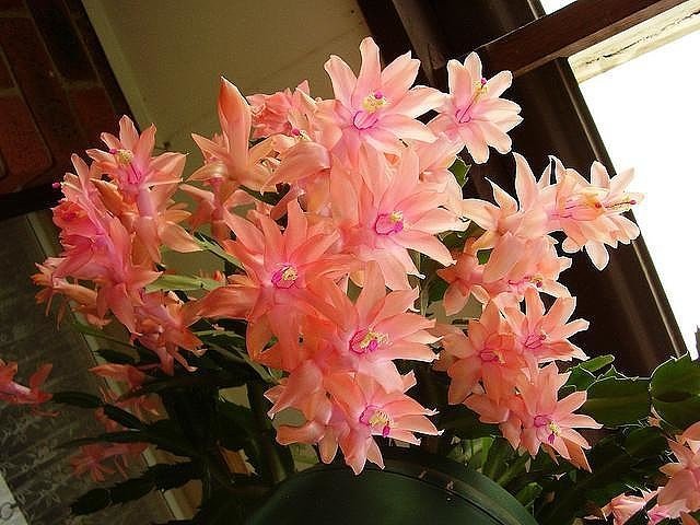 Маленькая хитрость: чтобы цветы в доме цвели пышно и долго!