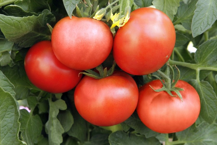 Этот чудо-раствор убережет огурцы и помидоры от болезней