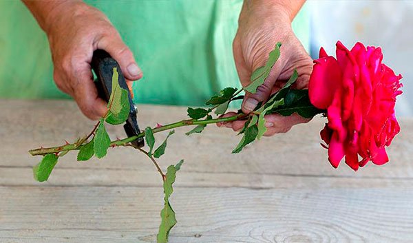 Вот как надо сажать уже срезанные розы, чтобы они росли!