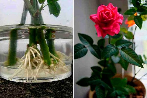 Вот как надо сажать уже срезанные розы, чтобы они росли!