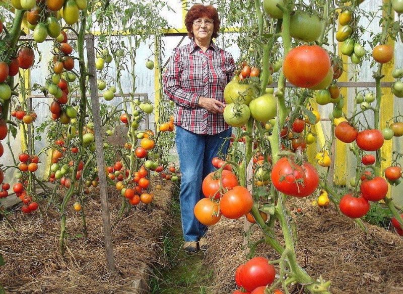 Если вы садите помидоры, то обязательно бросайте его в лунку!