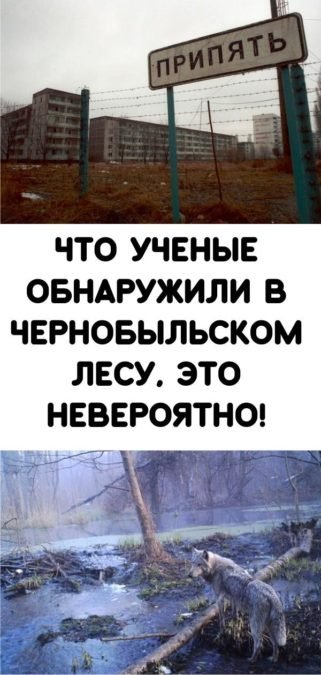 Что ученые обнаружили в чернобыльском лесу, это невероятно!