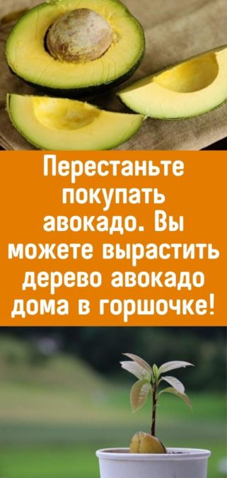 Перестаньте покупать авокадо. Вы можете вырастить дерево авокадо дома в горшочке!