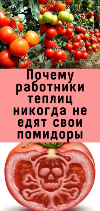 Почему работники теплиц никогда не едят свои помидоры