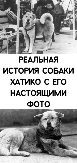 Реальная история собаки Хатико с его настоящими фото
