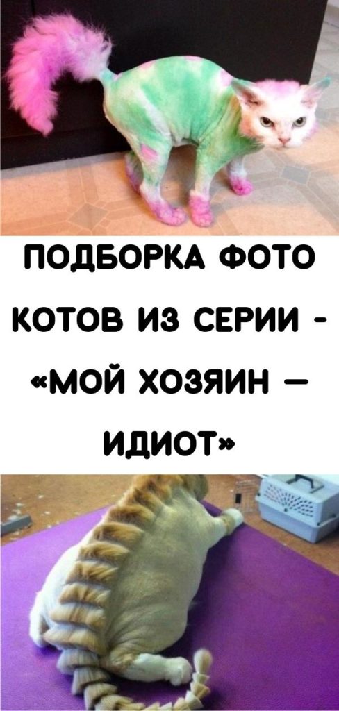 Мой хозяин дебил картинки