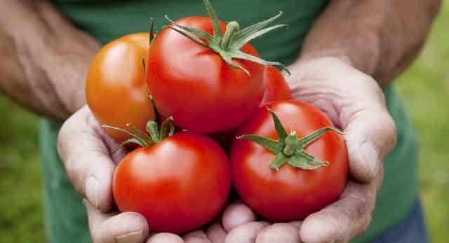 7 простых правил для самого большого урожая помидоров