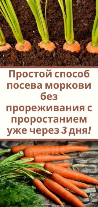 Простой способ посева моркови без прореживания с проростанием уже через 3 дня!