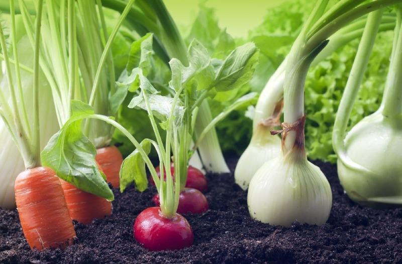 Как правильно посадить овощи друг с другом для хорошего урожая