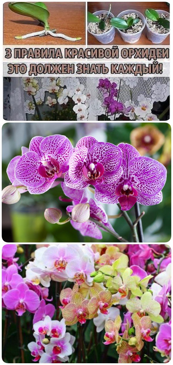 3 правила красивой орхидеи. Запомните их и шикарный цветник вам обеспечен!