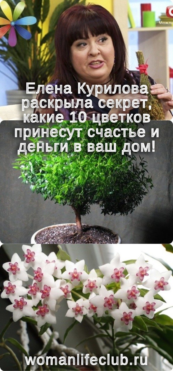 Елена Курилова раскрыла секрет, какие 10 цветков принесут счастье и деньги в ваш дом!