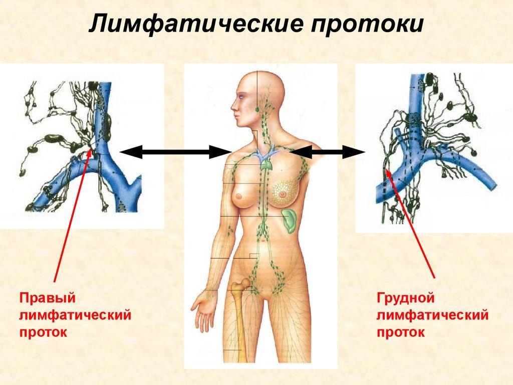 Куда оттекает. Лимфатическая система правый и грудной лимфатические протоки. Правый лимфатический проток схема. Вена (анатомия) лимфа. Грудной проток лимфатической системы анатомия.