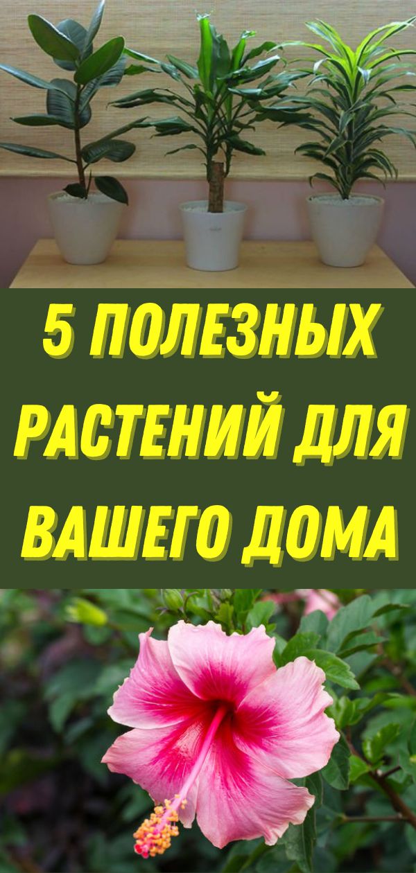 5 полезных растений для Вашего дома