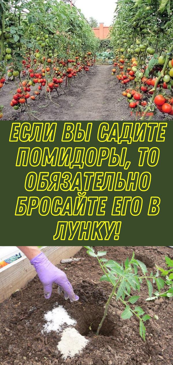 Если вы садите помидоры, то обязательно бросайте его в лунку!